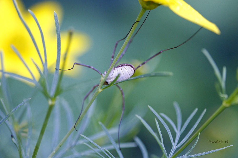 SPIDER'S TUMMY