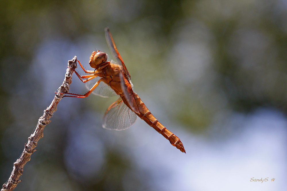 DRAGONFLY PROFILE