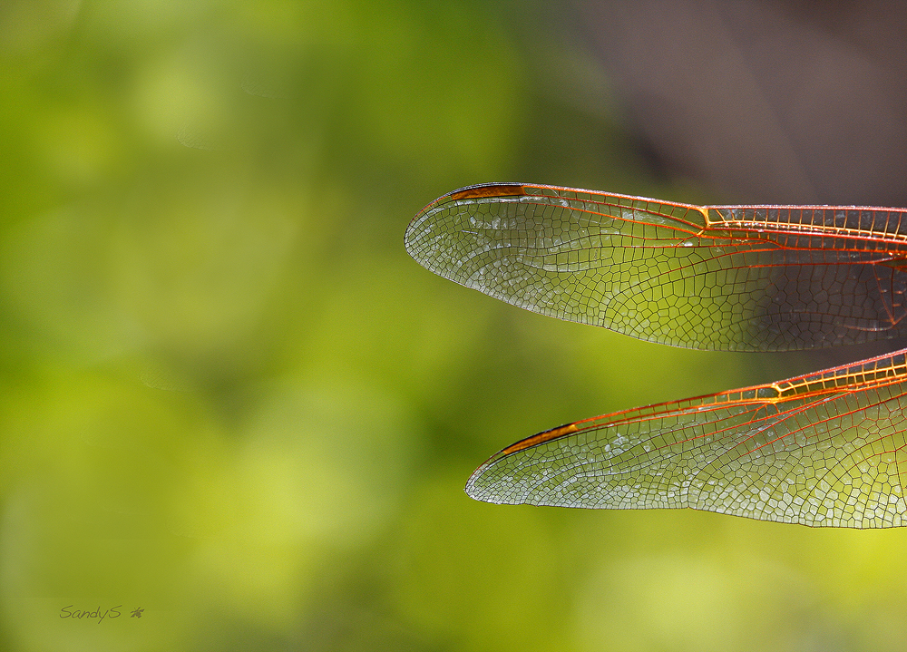 WINGS