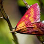 COLORFUL MOTH