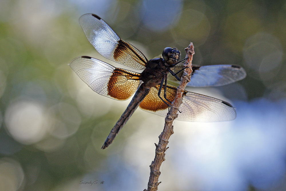 WIDOW SKIMMER