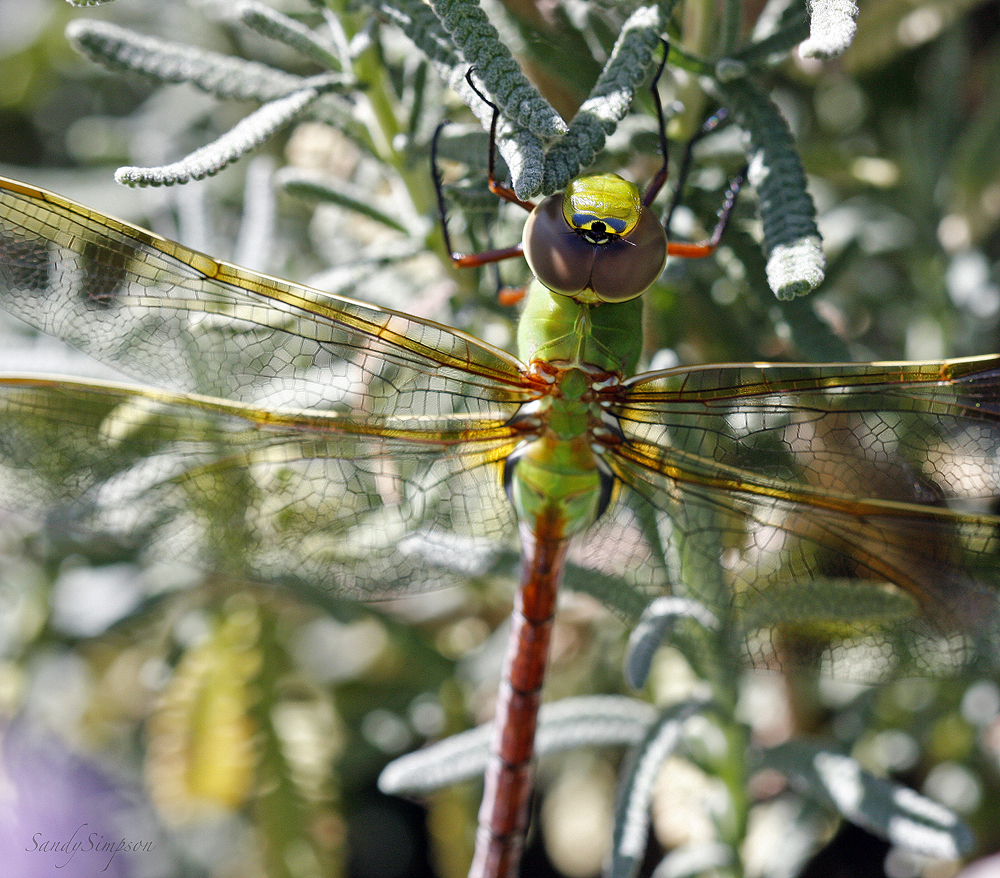 GREEN DARNER