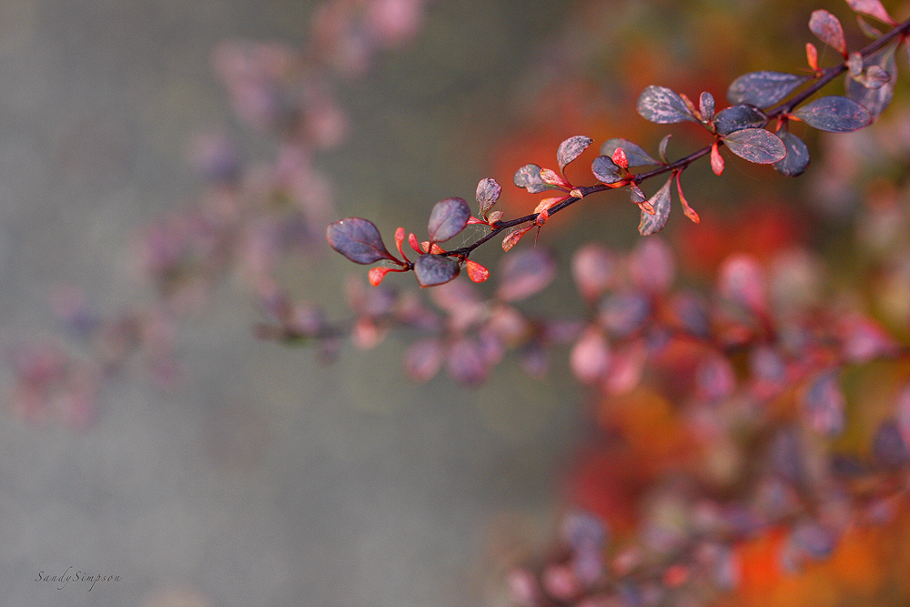 WINTER'S GRAYS AND FIRES