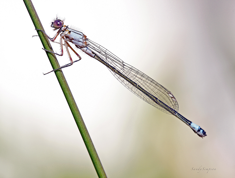 2010 DAMSELFLY