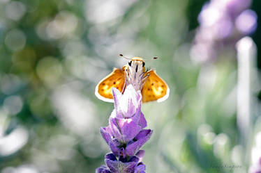 SKIPPER BUTTERFLY