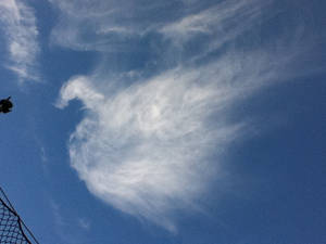 Swan Clouds...