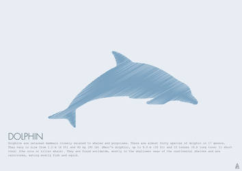 Dolphin-01