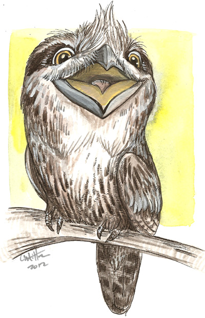 Color Sketch: Tawny Frogmouth