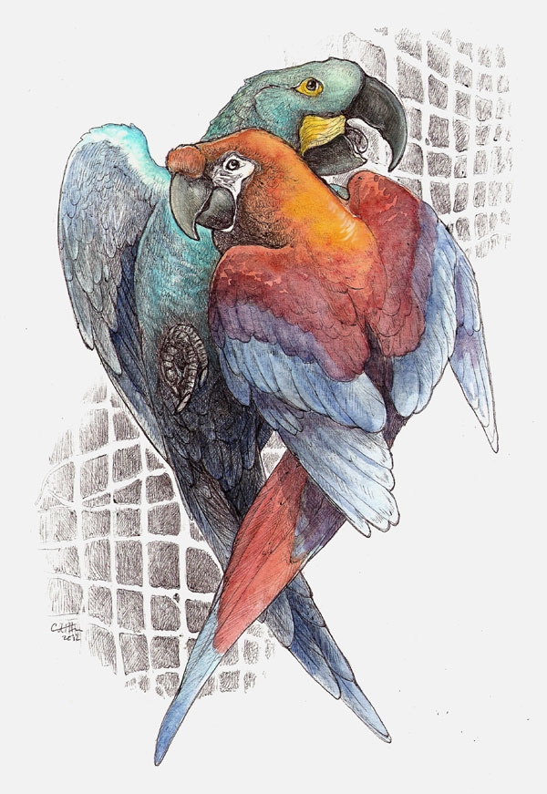 Lost Macaws