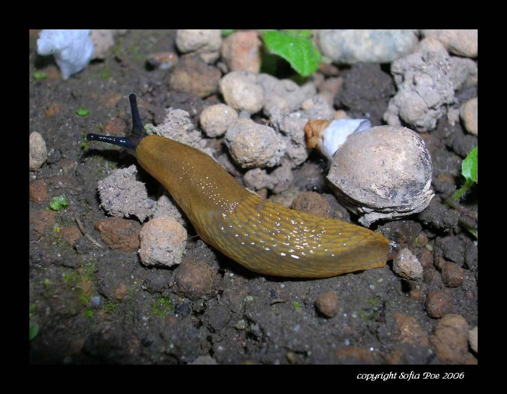 Decomposing Slug Slug II by PorcelainxShatter on DeviantArt