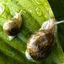 Rain snail x2