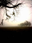 Fog Field by jpadfx