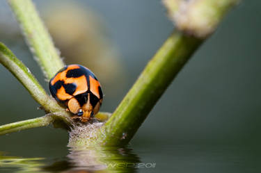 ladybug