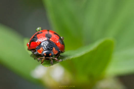 lady in red