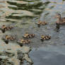 out for a swim