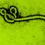 ebola