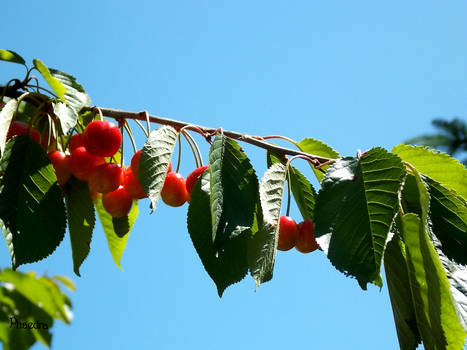 des cerises