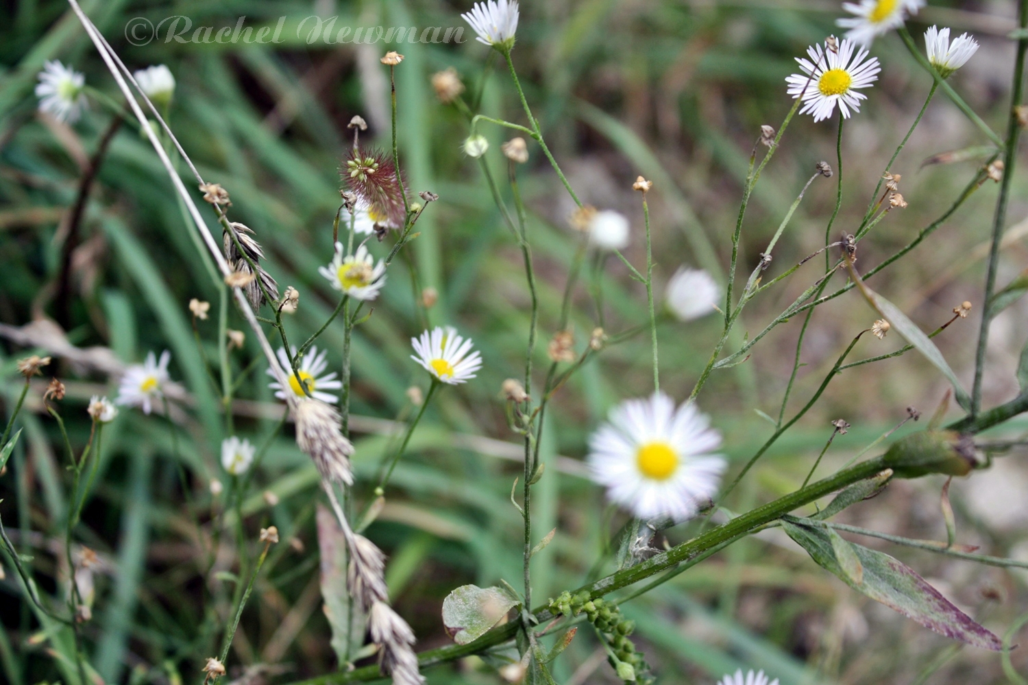 Wild Daisies