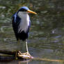 Pied Heron