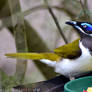 Honey Eater