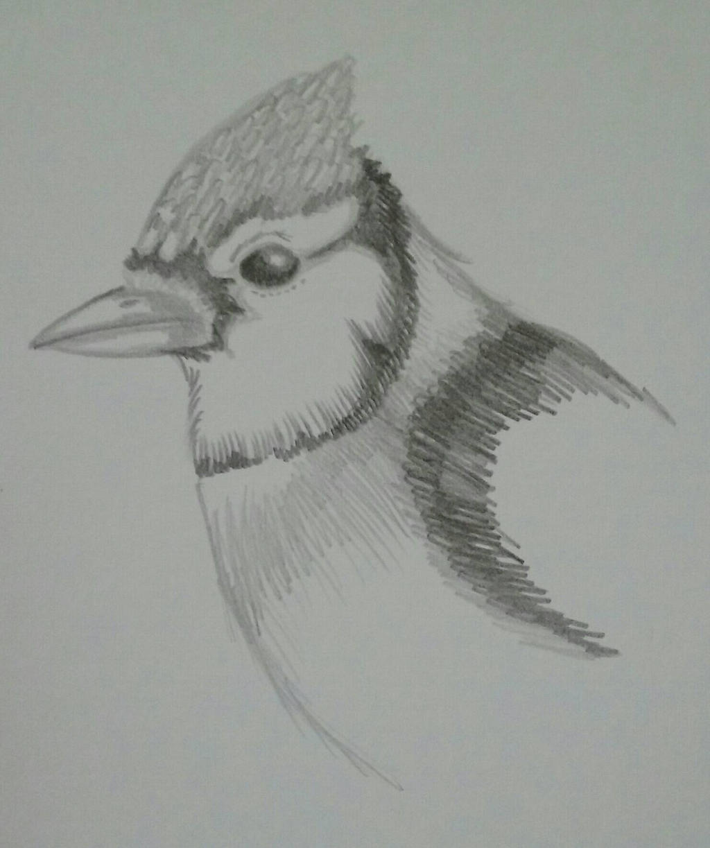 Blue Jay Doodle