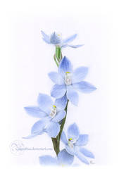 Great Sun Orchid