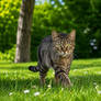 Cat Walk