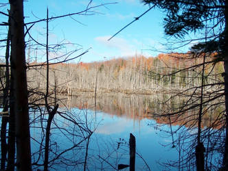 woodland pond 2