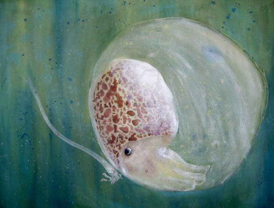 Baby Squid by Shadowfox702 on DeviantArt