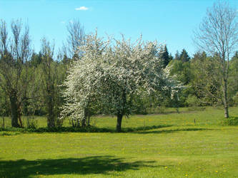 white in the green