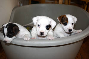 Jack Russel Puppies