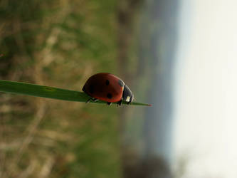 ladybird