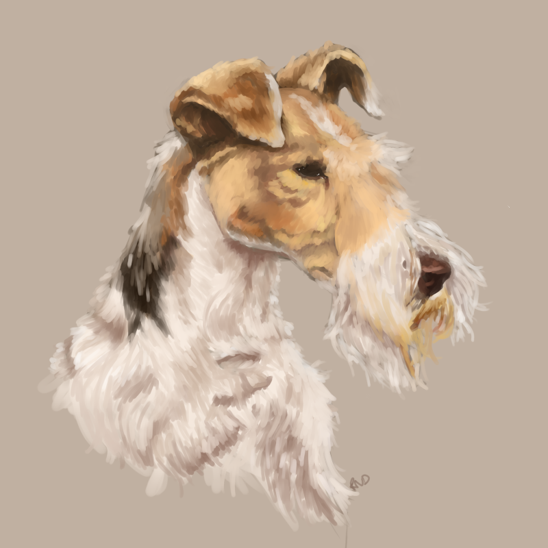 Fox Terrier