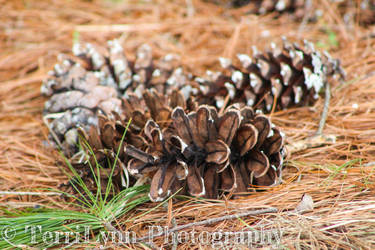 Pine Cones