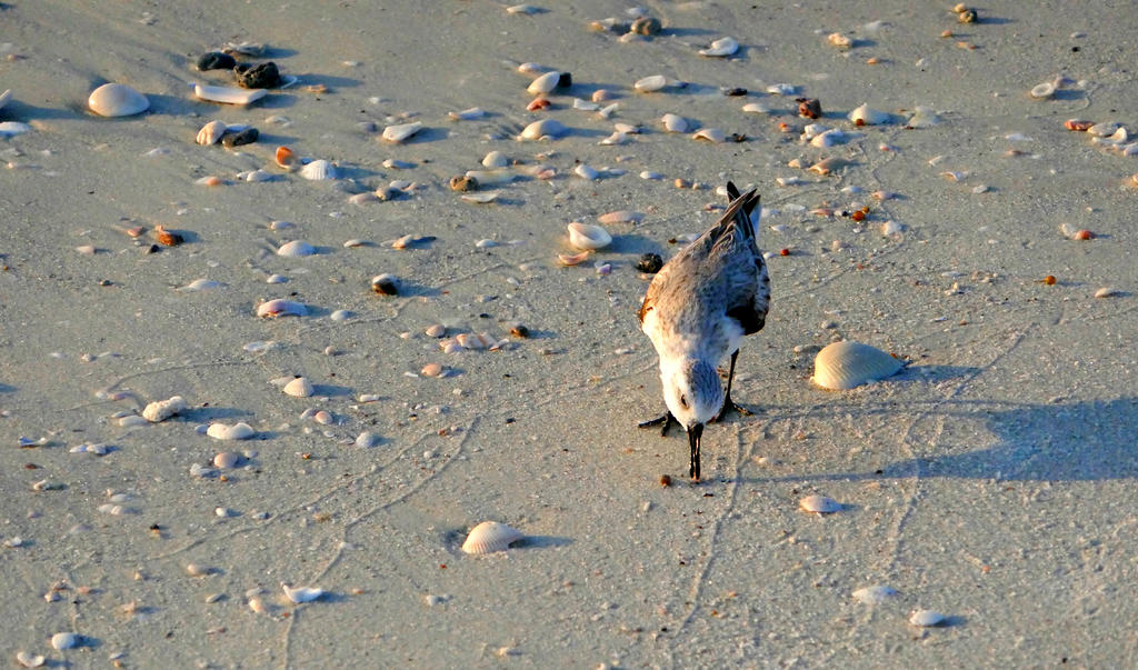Sand Picker Sand Picker by ThroughHerEyez on DeviantArt