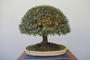 Bonsai at Australian National Bonsai Collection