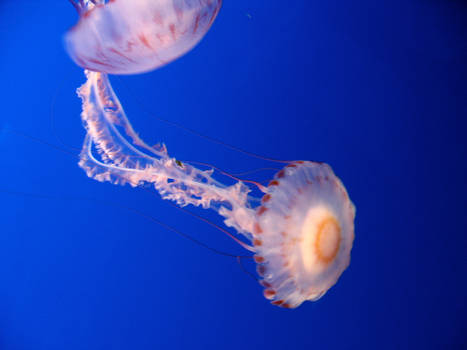 Deux meduse