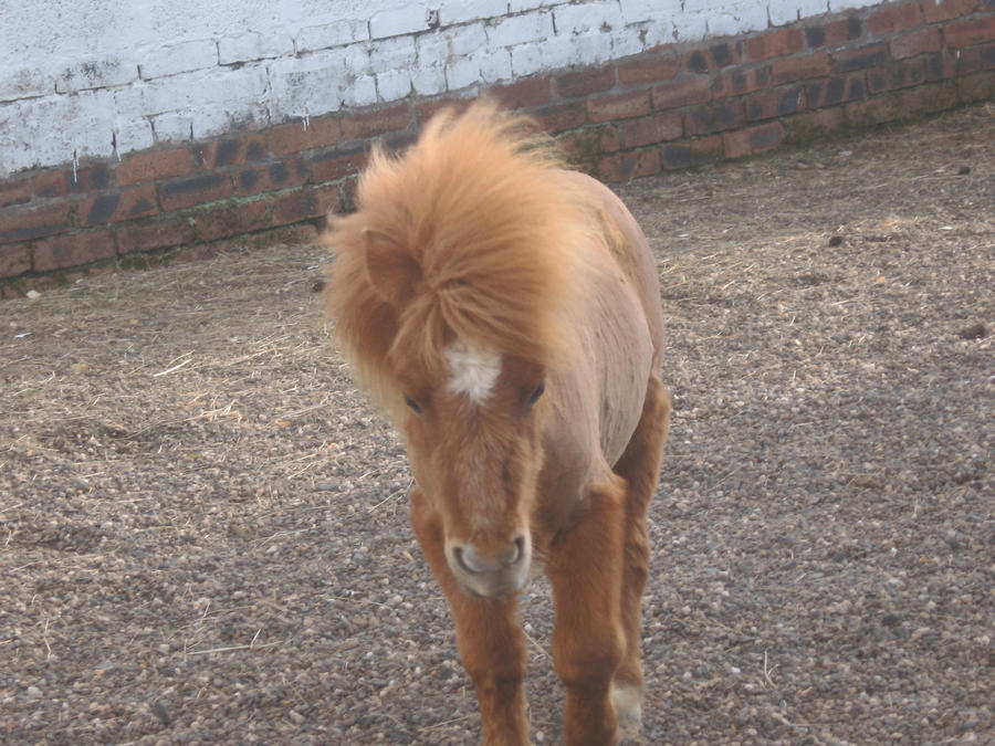 look at buzz the buzzcut pony