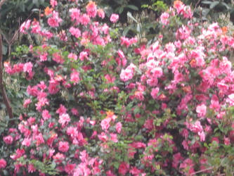 pink bush