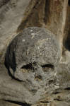 Skull by Selator