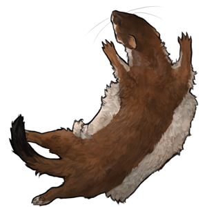Stoat Pelt by FatesOfPandora on DeviantArt