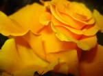 yellow rose by amber-reflection