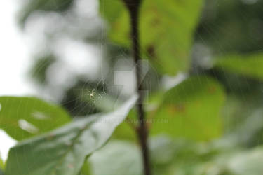 Arachnids in the Marsh 2