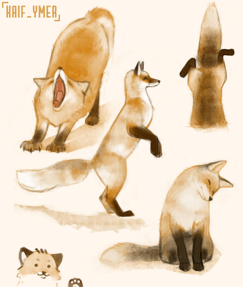 Deviantart Foxes Foxes by KaifYmer on DeviantArt