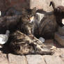 Street cat family