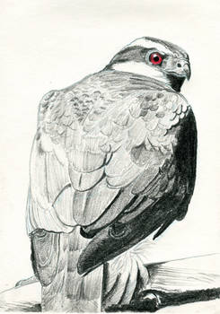 Goshawk