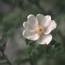 Wild Rose