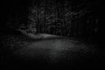 Dark Forest by kleinerteddy