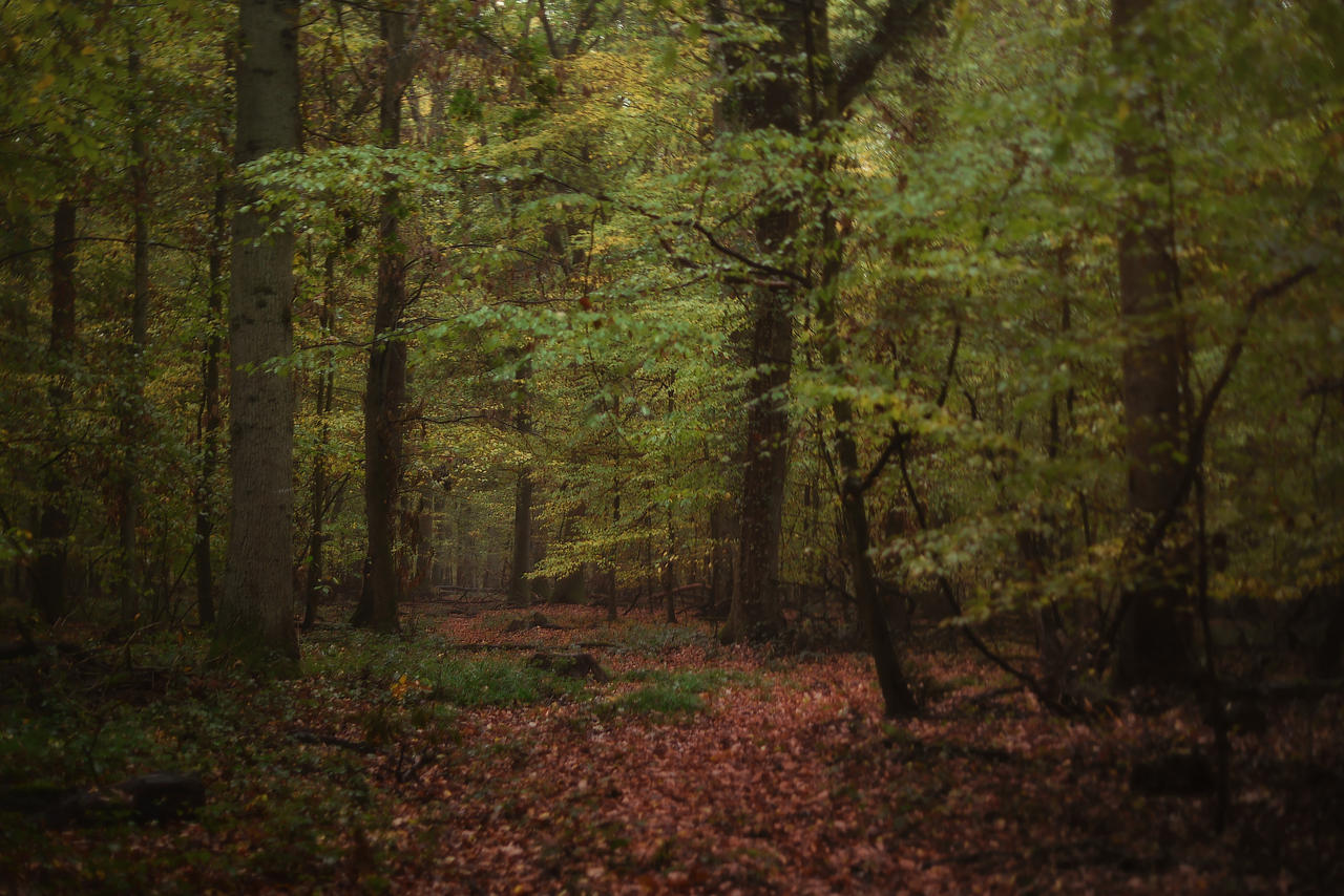 Witch Path