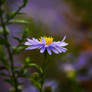 Blume